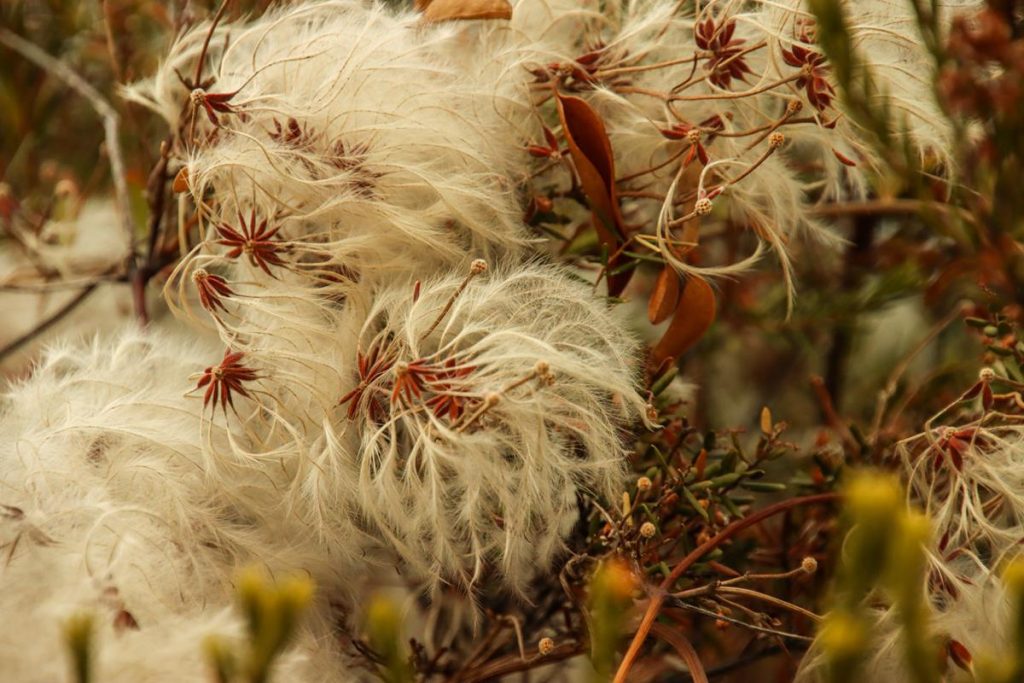 Clematis pubescens at Pallinup Inlet