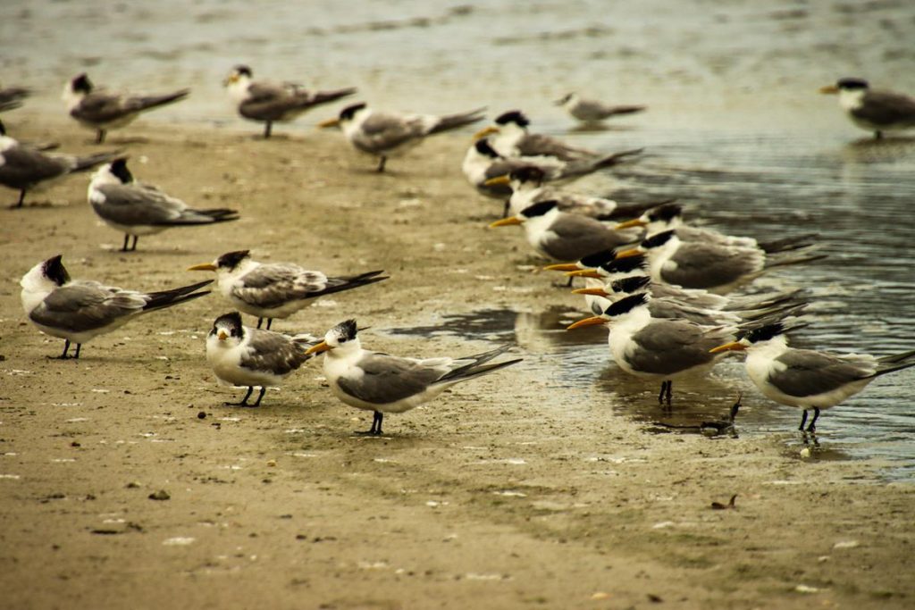 A flock of Crested Terns at Pallinup Inlet