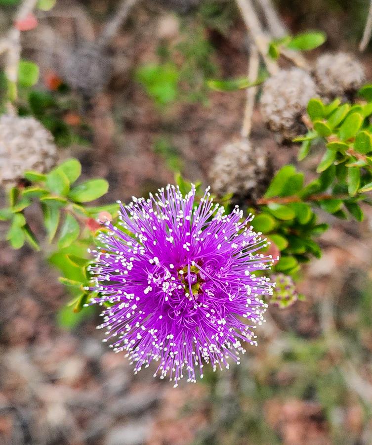 Melaleuca nesophila wildflower around Esperance