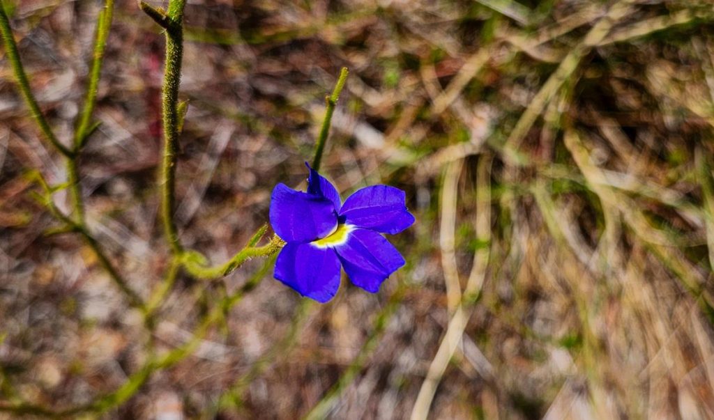 Goodenia coerulea at Ellis Brook Valley Reserve