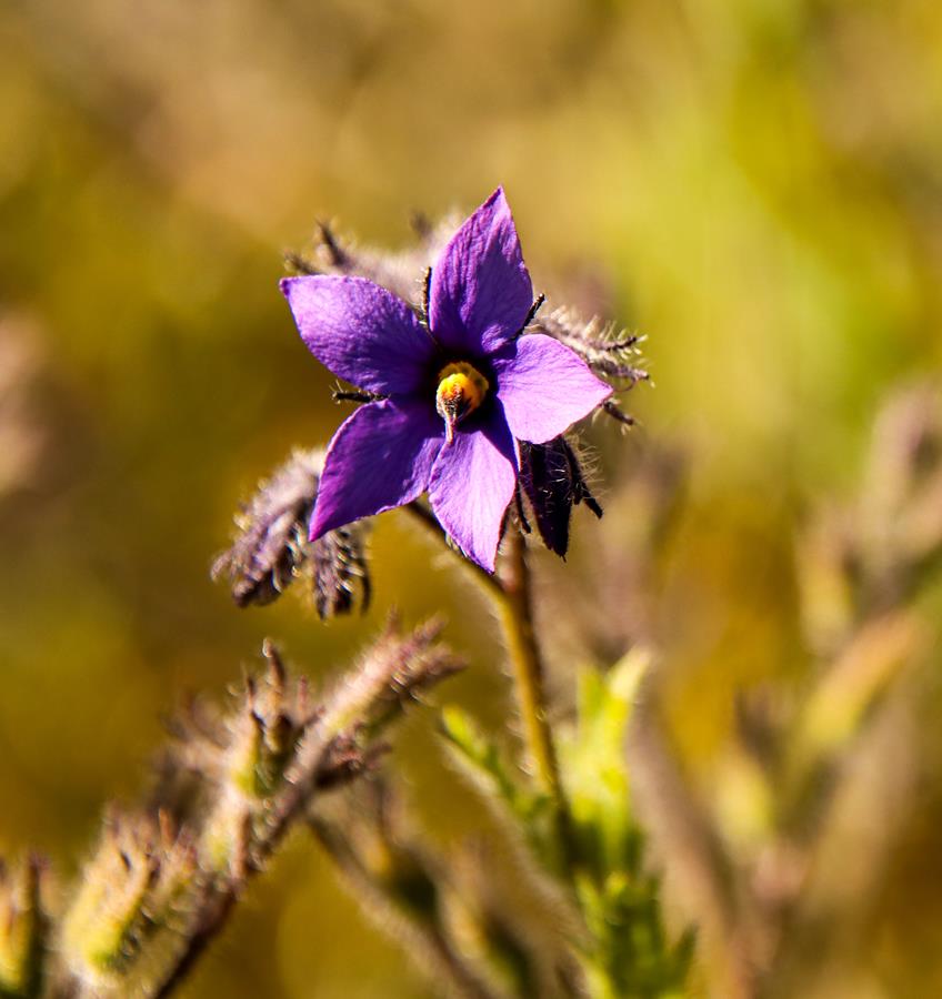 Halgania species at Ellis Brook Valley Reserve