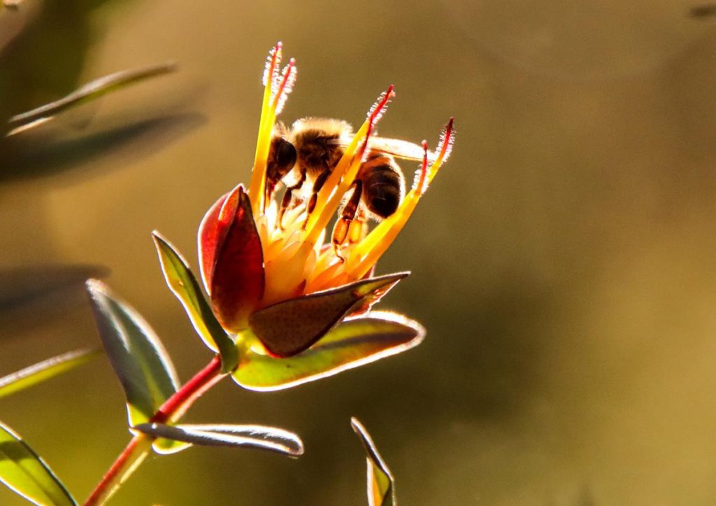 Scented Darwinia at Ellis Brook Valley Reserve
