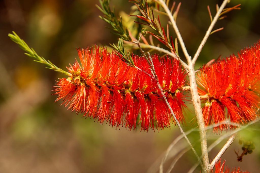 Melaleuca lateritia at Ellis Brook Valley Reserve