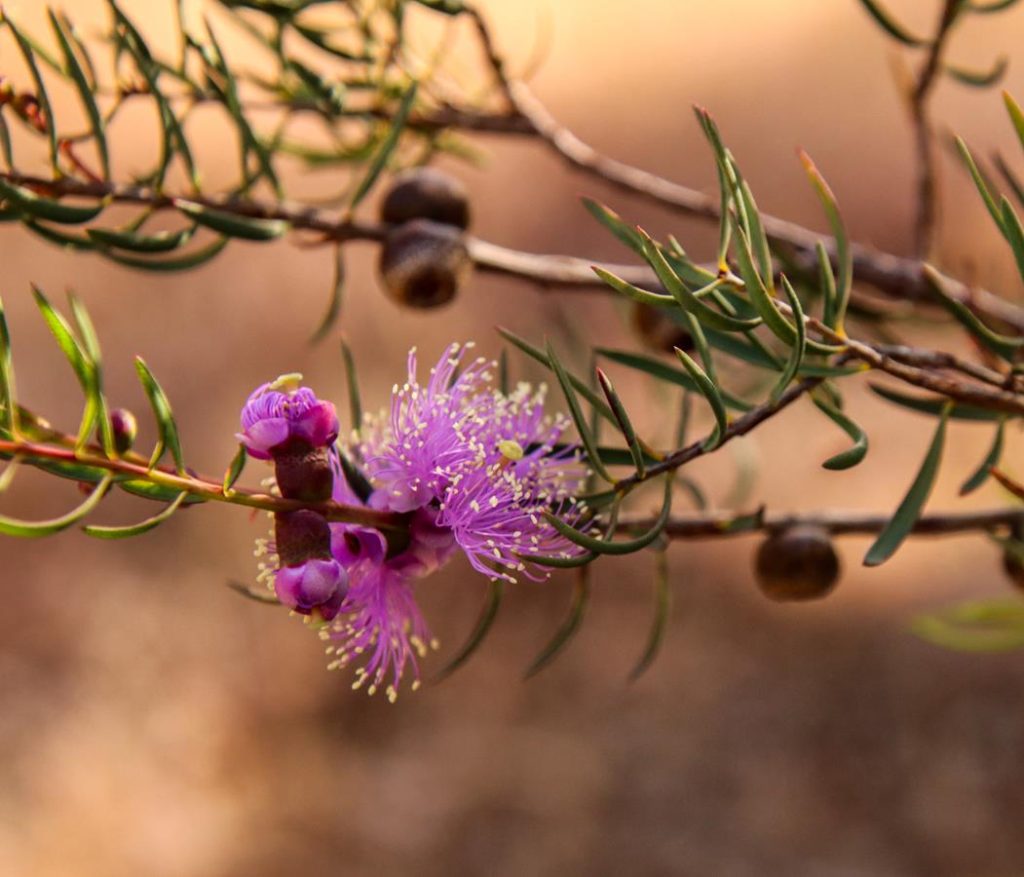 Melaleuca radula graceful honey-myrtle at Ellis Brook Valley Reserve