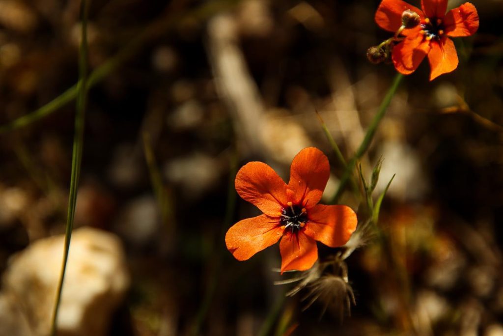 Orange Sundew Drosera Miniata at Ellis Brook Valley Reserve