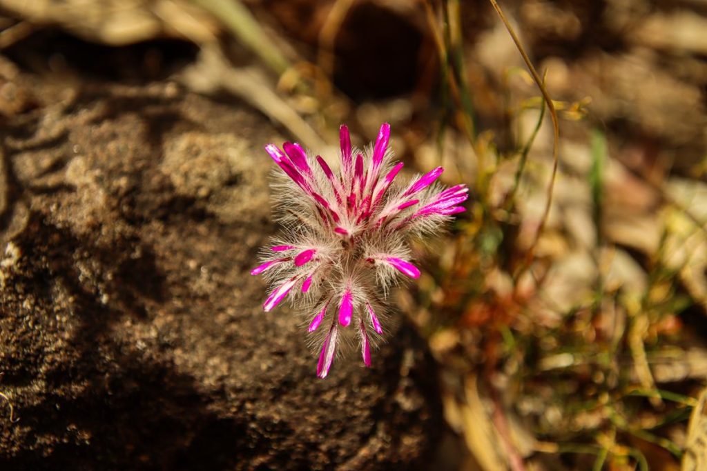 Ptilotus manglesii at Ellis Brook Valley Reserve