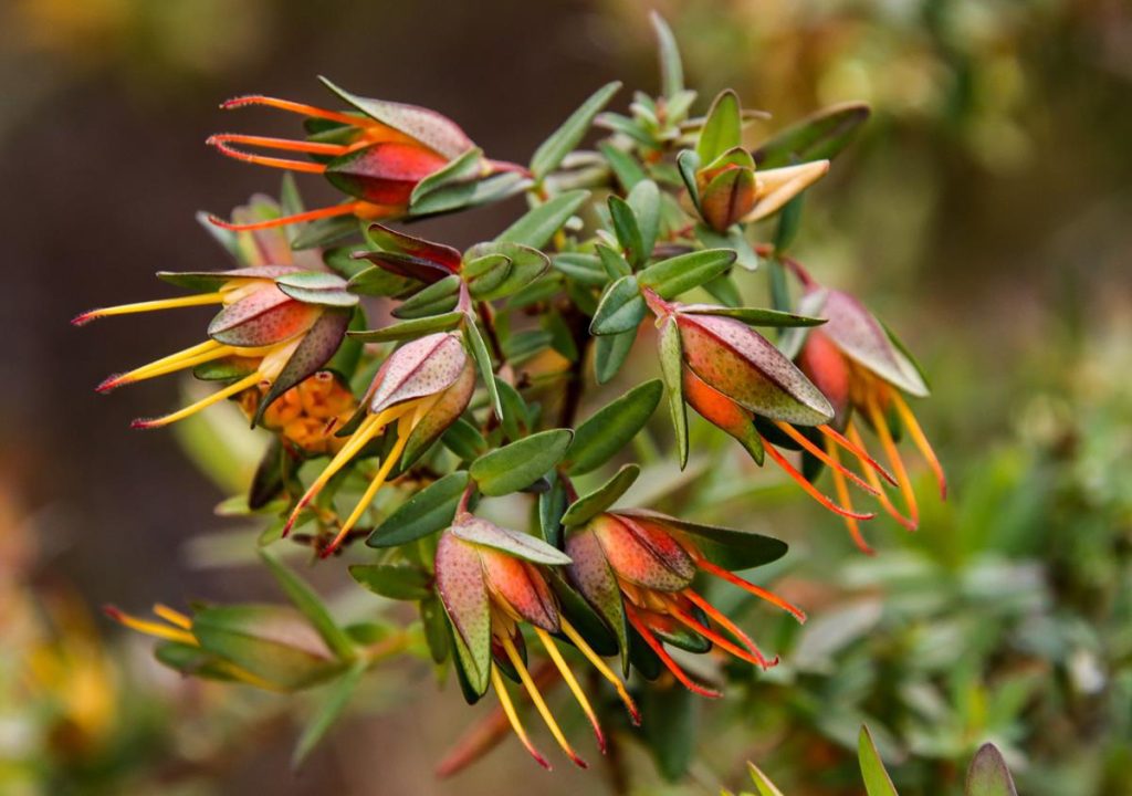 Scented Darwinia at Ellis Brook Valley reserve