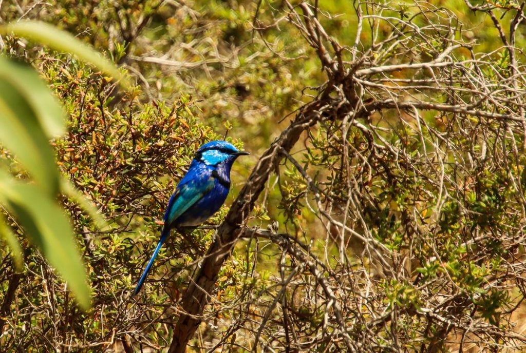 Splendid Fairy Wren at Ellis Brook Valley Reserve