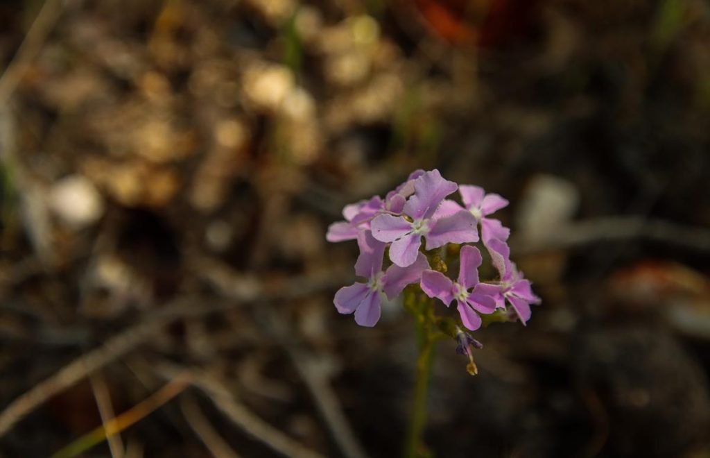 Stylidium affine Queen Triggerplant at Ellis Brook Valley Reserve