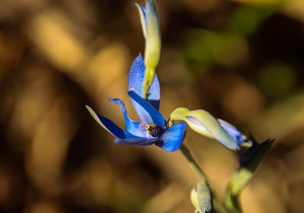 Thelymitra crinita Blue Lady Orchid at Ellis Brook Valley Reserve