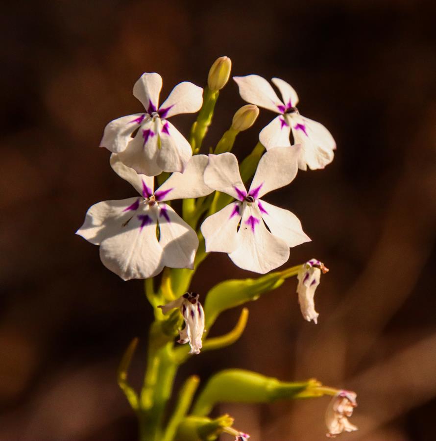 Woodbridge Poison (Isotoma hypocrateriformi) in Ellis Brook Valley Reserve