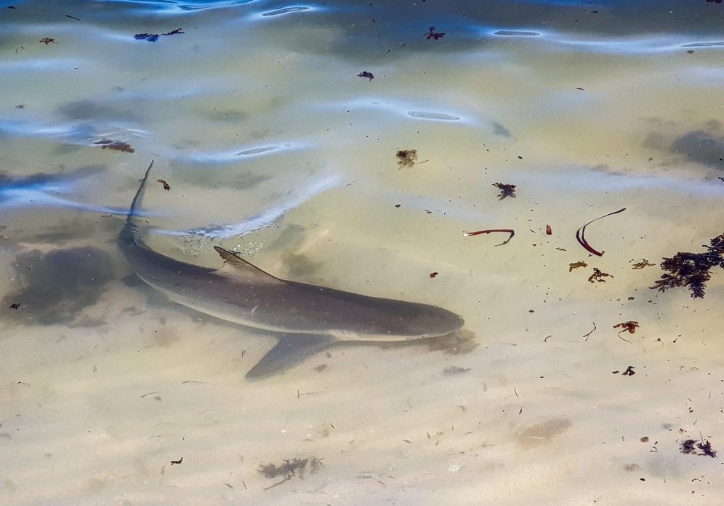 Small shark near Dirk Hartog Island
