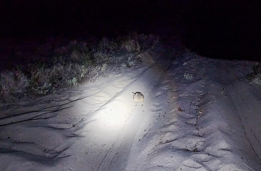 Rufous hare-wallaby at Dirk Hartog Island