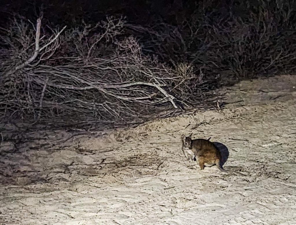 Banded hare-wallaby at Dirk Hartog Island