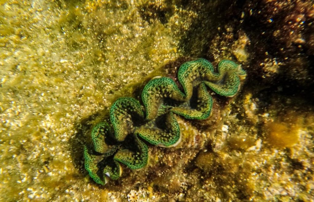 Giant clam on Dirk Hartog Island