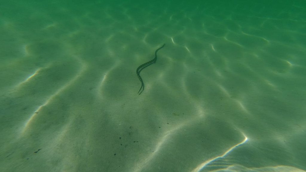 Sea snake near Dirk Hartog Island