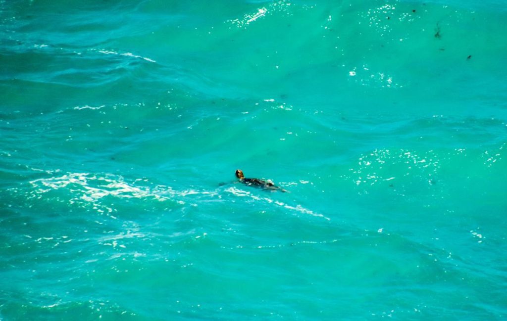 Sea turtle at Edel Land