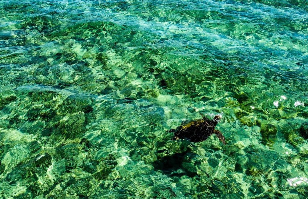 Sea turtle near Dirk Hartog Island