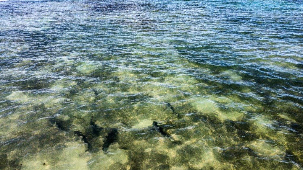Sharks in shallow waters of Dirk Hartog Island
