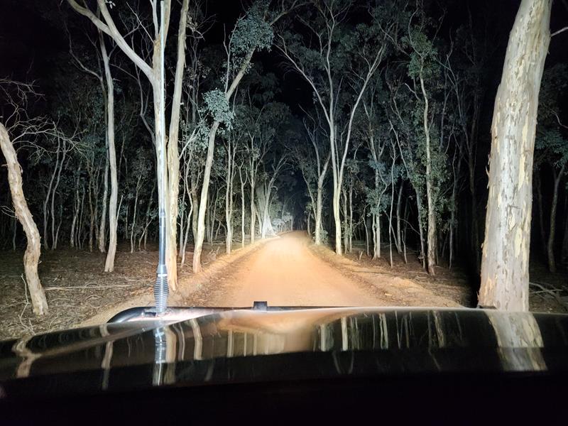 Dryandra Woodland at night