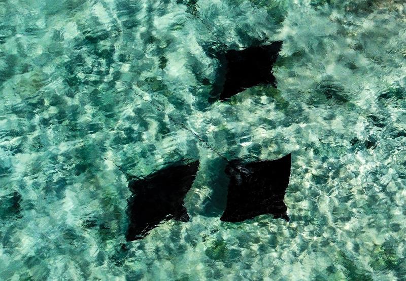3 Eagle Rays swimming in the ocean