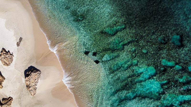 Aerial view of rays swimming close to the shore