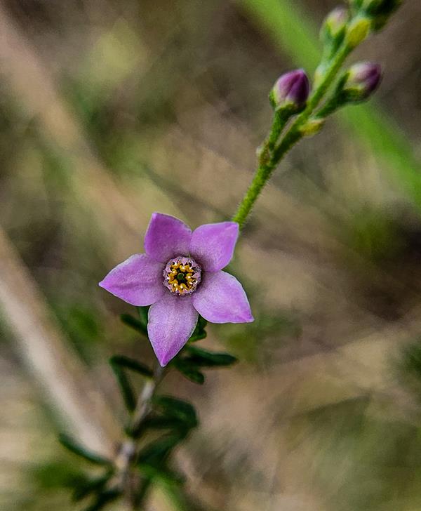 Philotheca spicata Pepper and Salt at Harrisdale Swamp
