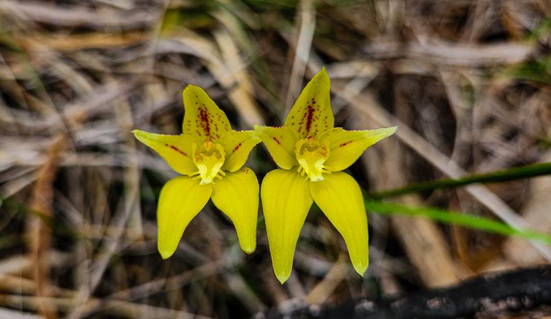 Caladenia flava Cowslip orchid at Harrisdale Swamp