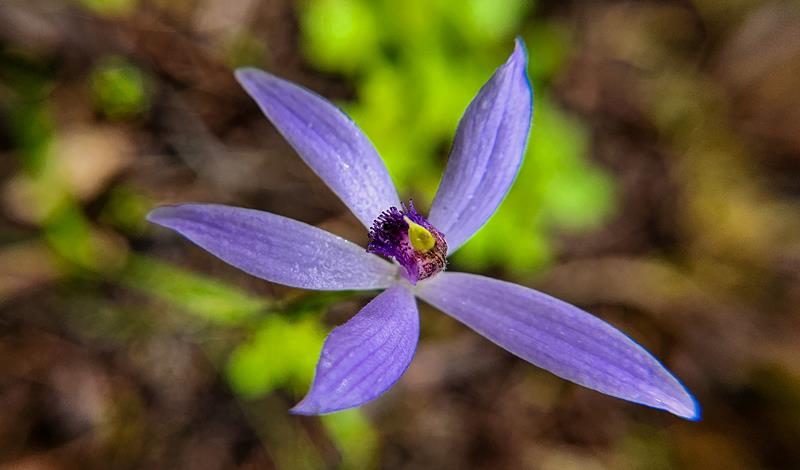 Pheladenia deformis Blue Fairy orchid at Harrisdale Swamp