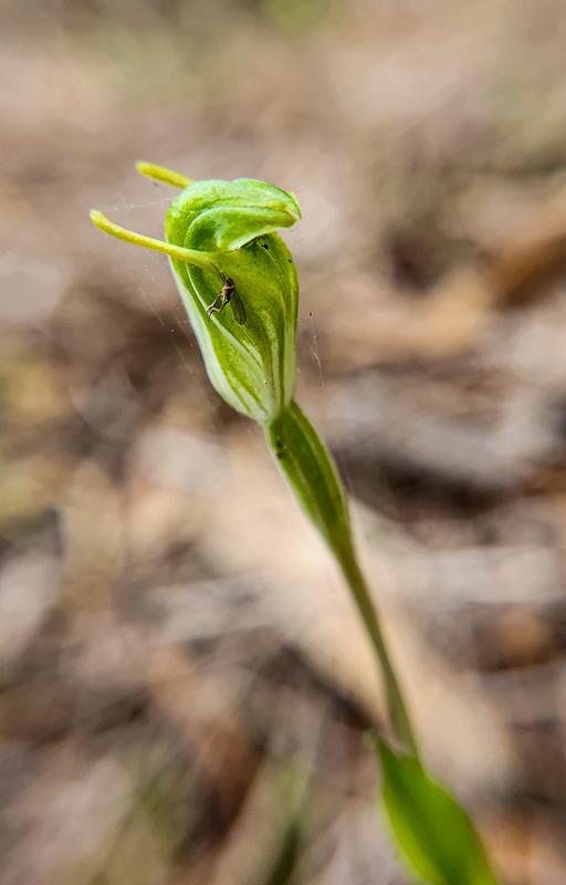 Pterostylis vittata Banded greenhood orchid at Harrisdale Swamp