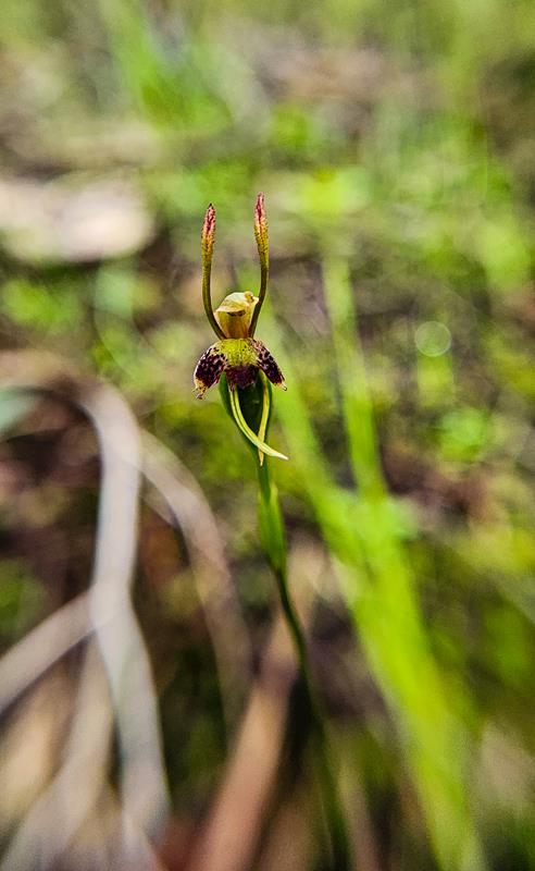 This image has an empty alt attribute; its file name is Hare-orchid-Leporella-fimbriata-Copy.jpg