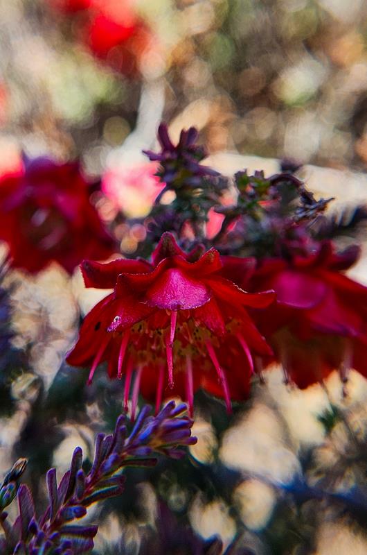 Very pretty bright red flowering plant. Koorda Rose (Darwinia purpurea) growing not far away from Mollerin Rock
