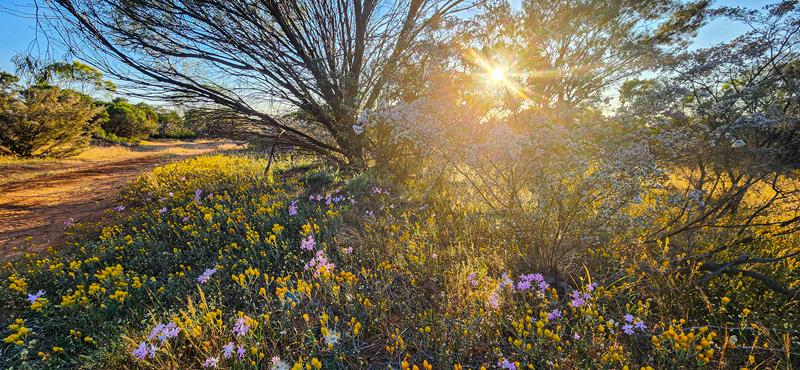 Everlastings at Mollerin Rock