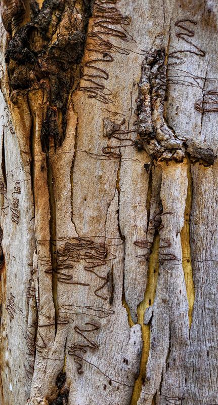 Scribbly gum at Lane Cove National Park, Sydney