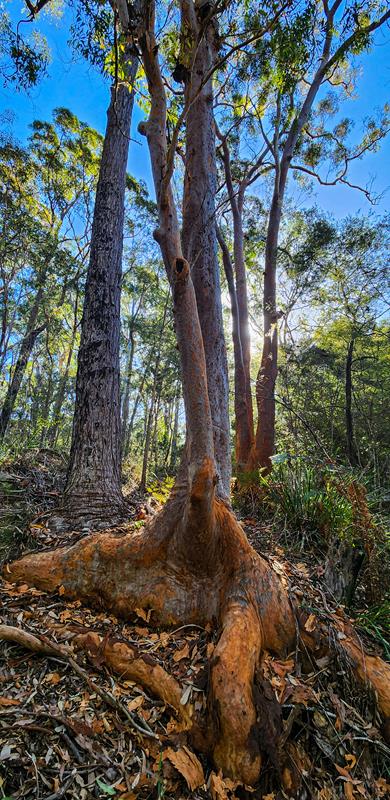Sydney Red Gum at Lane Cove National Park, Sydney