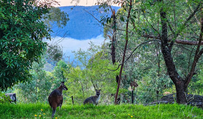 Kangaroos at Dunphys campground