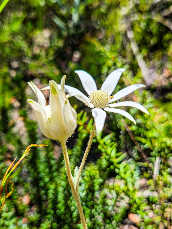 Flannel flower growing near wind-eroded cave in Blackheath