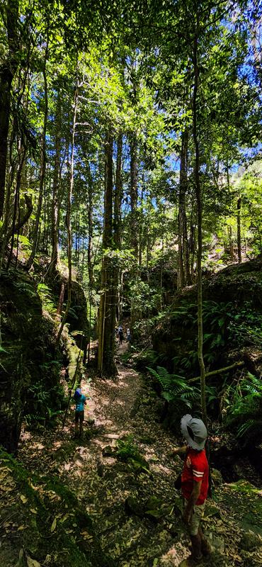 Children among tall dense trees along Grand Canyon Track