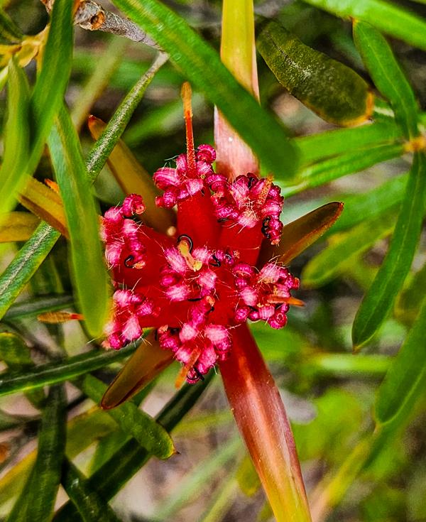 Lambertia formosa growing near wind-eroded cave in Blackheath