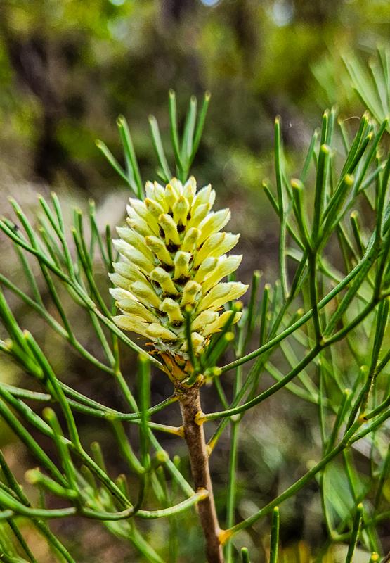 Petrophile pulchella growing near wind-eroded cave in Blackheath