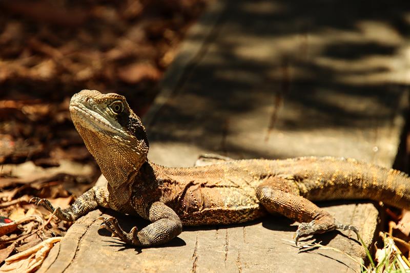 Eastern Water Dragon Lizard at Lane Cove National Park, Sydney