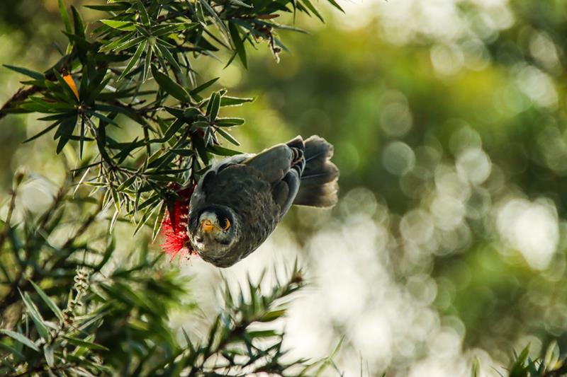 Noisy miner at Lane Cove National Park, Sydney