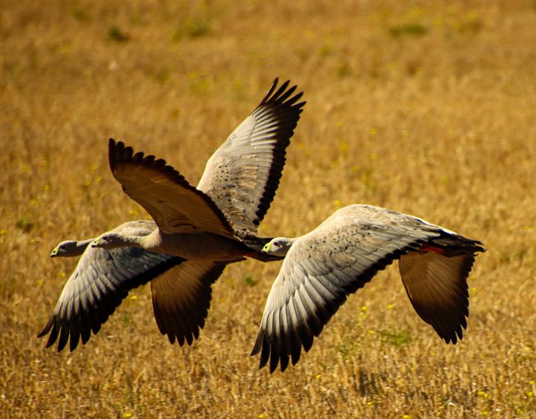 Cape Barren Goose, Eyre Peninsula