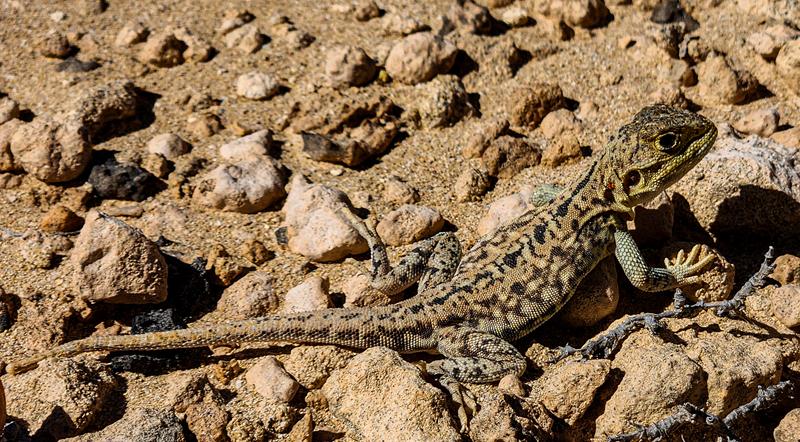 Jacky Lizard at Eyre Peninsula