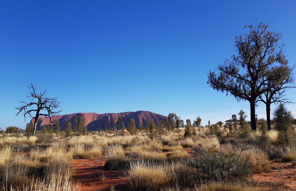 Uluru with desert oak and soft spinifex grass