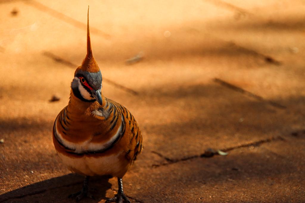 Spinifex pigeon at West MacDonnell National Park