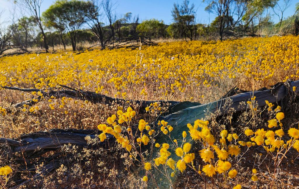 Waitzia acuminata everlasting at Talgomine Reserve
