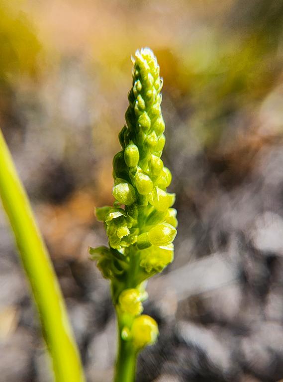 Common Mignonette Orchid Microtis