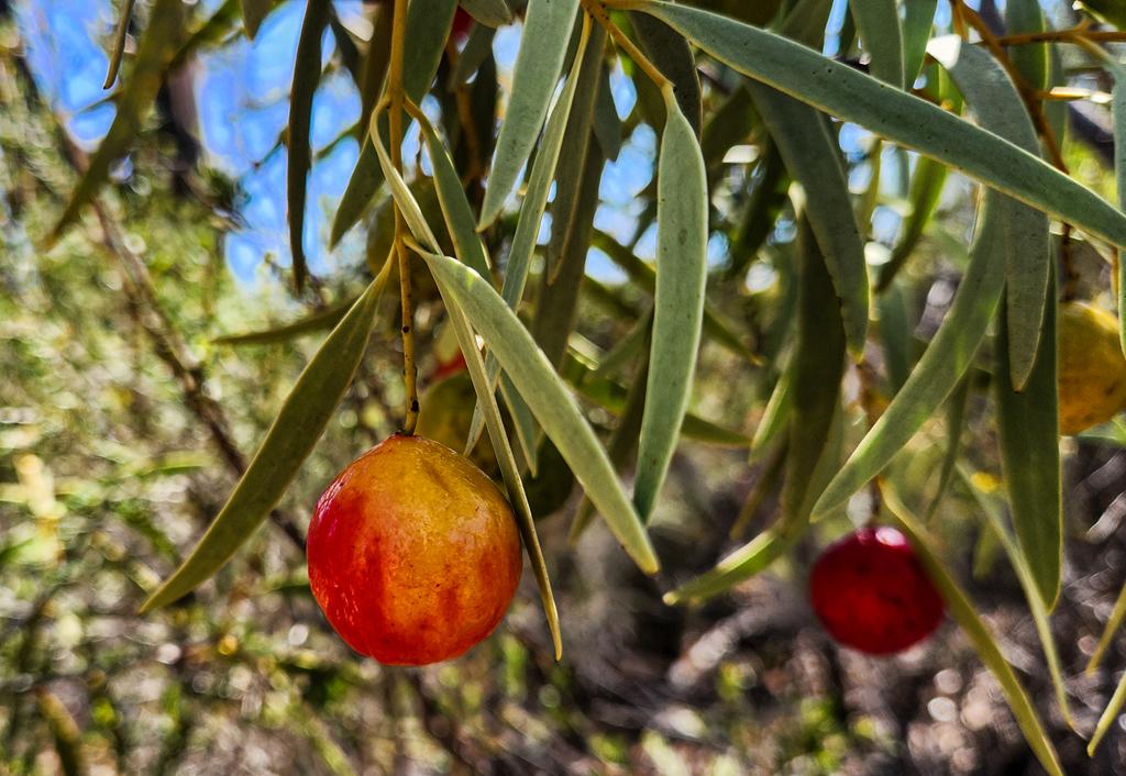 Desert quandong Santalum acuminatum