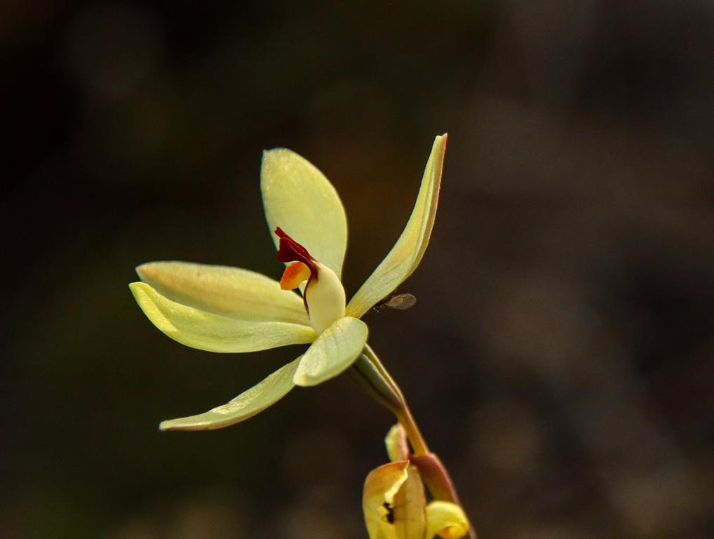 Lemon Scented Sun Orchid Thelymitra antennifera at the Jam Patch